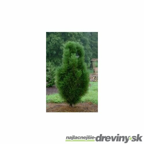 Borovica čierna Pyramidalis, výška 30/40 cm, v črepníku 3l Pinus nigra Pyramidalis