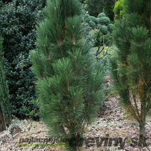 Borovica čierna Scholz, 30/40 cm, v črepníku Pinus nigra Scholz