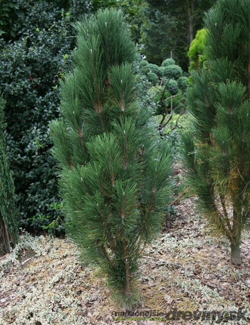 Borovica čierna Scholz, 30/40 cm, v črepníku Pinus nigra Scholz