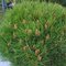 Borovica čierna Smaragd 20/30 cm, v črepníku Pinus nigra Smaragd