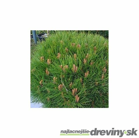 Borovica čierna Smaragd 20/30 cm, v črepníku Pinus nigra Smaragd