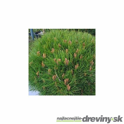 Borovica čierna Smaragd 20/30 cm, v črepníku Pinus nigra Smaragd