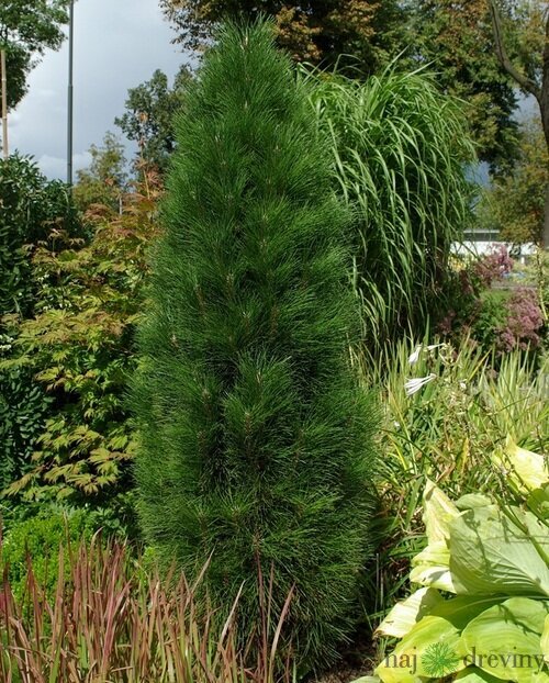 Borovica čierna Zimmer, 60/80 cm, v črepníku Pinus nigra Zimmer