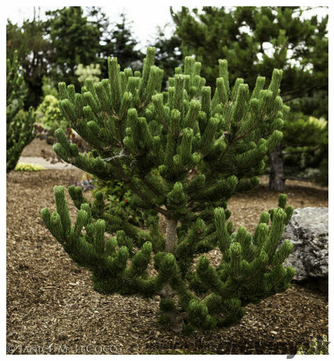 Borovica Green Rocket, 90/100 cm, v črepníku Pinus nigra Oregon green