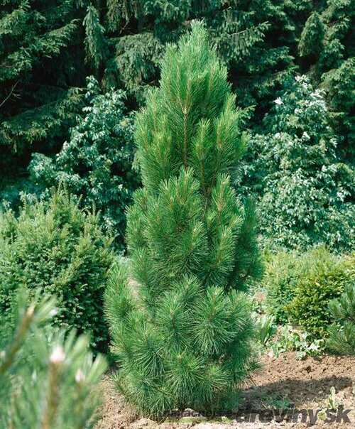 Borovica Green Tower, výška 110/130 cm, v črepníku 45l Pinus nigra Green Tower