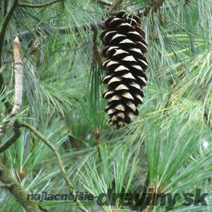 Borovica himalájska 20/40 cm, v črepníku Pinus Wallichiana