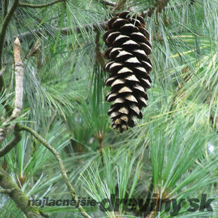 Borovica himalájska 20/50 cm, v črepníku Pinus Wallichiana