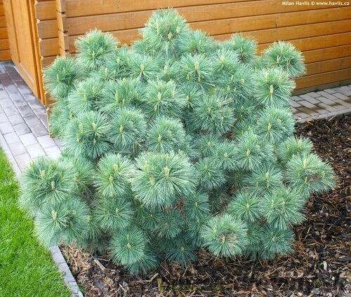 Borovica hladká 30/40 cm, v črepníku Pinus strobus