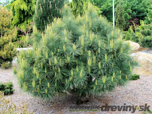 Borovica hladká Blue Shag, výška 35/45 cm, v črepniku 3l Pinus strobus ‘Blue Shag‘