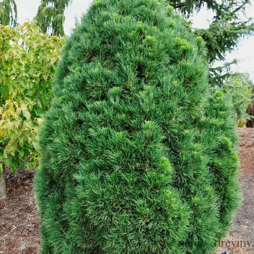 Borovica hladká Globosa Viridis, 30-40cm, v črepníku Pinus sylvestris Globosa Viridis