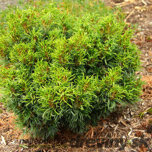 Borovica hladká Green Twist, výška 20/30 cm, v črepníku 3l Pinus strobus Green Twist