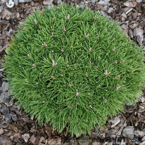 Borovica horská Benjamin (luxusná kosodrevina) 20/30 cm, v črepníku Pinus Mugo Benjamin