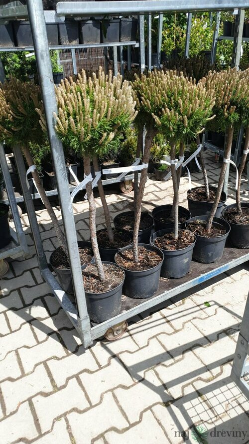 Borovica horská Benjamin na kmienku 50/60 cm, v črepníku Pinus mugo Benjamin