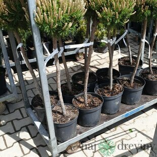 Borovica horská Benjamin na kmienku 50/60 cm, v črepníku Pinus mugo Benjamin