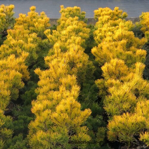 Borovica horská Jalubi 20/30 cm, v črepníku 3l Pinus mugo ‘Jalubi‘