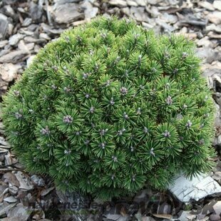 Borovica horská Mini Mops (kosodrevina) 15/20 cm, v črepníku Pinus Mugo Mini Mops