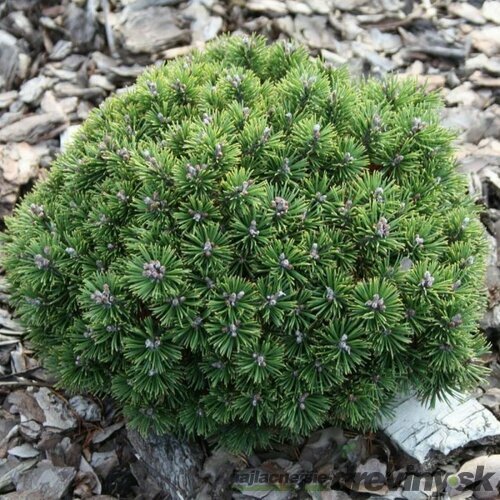 Borovica horská Mini Mops (kosodrevina) 15/20 cm, v črepníku Pinus Mugo Mini Mops