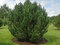 Borovica horská MUGHUS 25/35 cm, v kvetináči Pinus mugo