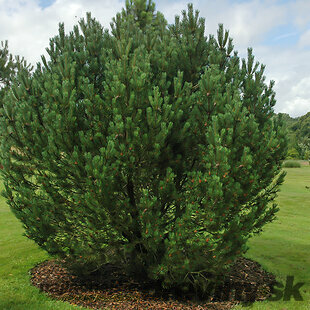 Borovica horská MUGHUS 30/40 cm, v kvetináči 5l Pinus mugo