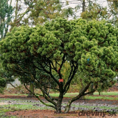 Borovica horská Mugo (kosodrevina) 25/35 cm, v črepníku 5l Pinus Mugo