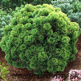 Borovica horská mugo-kosodrevina, výška 35/45 cm, v črepníku 10l Pinus mugo