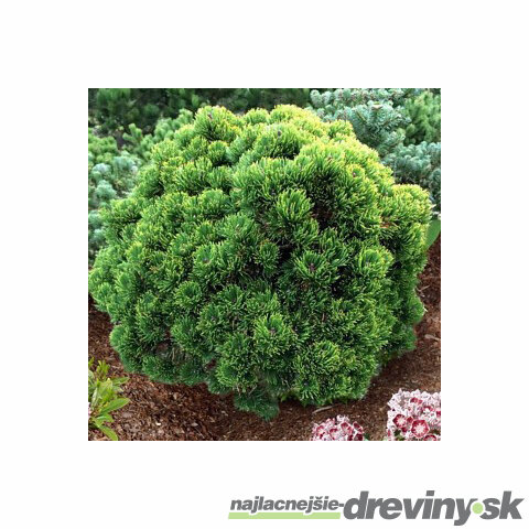 Borovica horská mugo - kosodrevina, výška 40/50 cm, v črepníku Pinus mugo