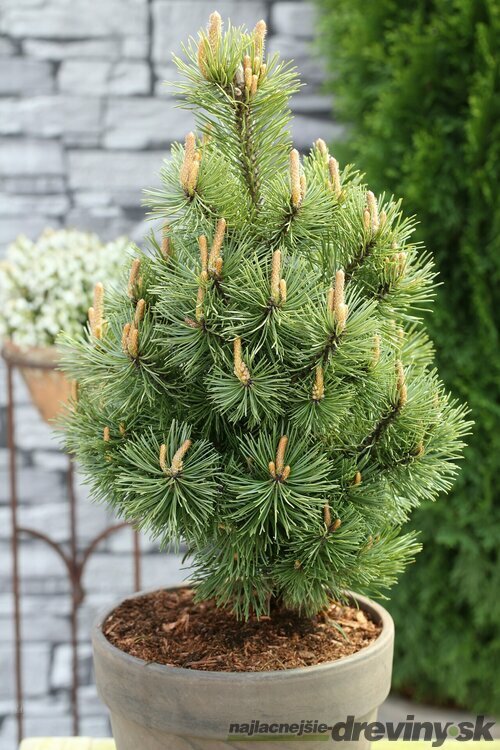 Borovica horská Mumpitz, výška 40/60 cm, v črepníku 15l Pinus mugo Mumpitz