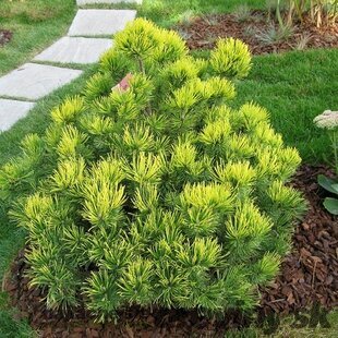 Borovica horská Ophir, 10-20cm, v črepníku Pinus mugo Ophir