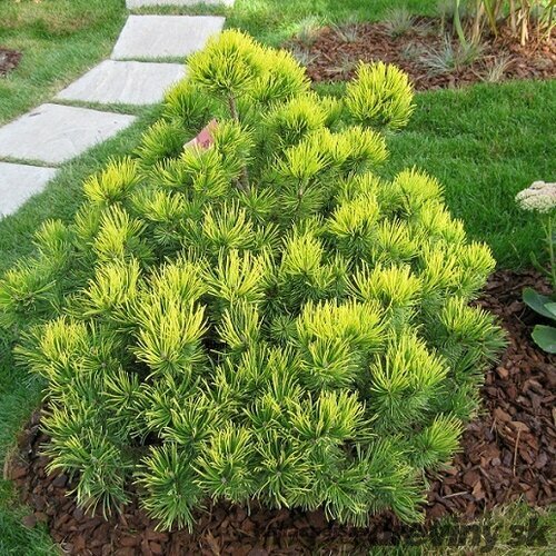 Borovica horská Ophir, výška 10/20 cm, v črepníku 3l Pinus mugo Ophir