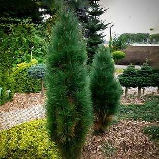 Borovica horská Pyramidalis, 30/40 cm, v črepníku Pinus mugo Pyramidalis