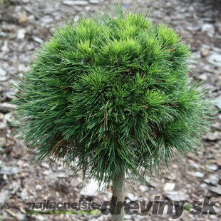 Borovica horská Varella 15/20 cm, v črepníku Pinus Mugo Varella