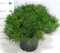 Borovica horská Varella XL 40 cm, v črepníku Pinus mugo mughus
