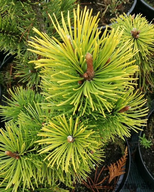 Borovica horská Zundert, výška 50/60 cm, v črepníku 10l Pinus mugo Zundert