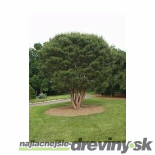 Borovica hustokvetá 30/40 cm, v črepníku Pinus densiflora