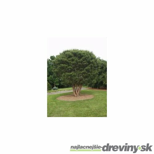 Borovica hustokvetá 90/110  cm, v črepníku 5l Pinus densiflora