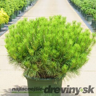Borovica Hustokvetá Alice Verkade guľa 20/30 cm, v črepníku Pinus densiflora Alice Verkade