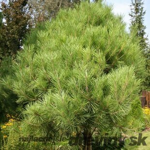 Borovica hustokvetá Jane Kluis, výška 20/30 cm, v črepníku Pinus densiflora Jane Kluis