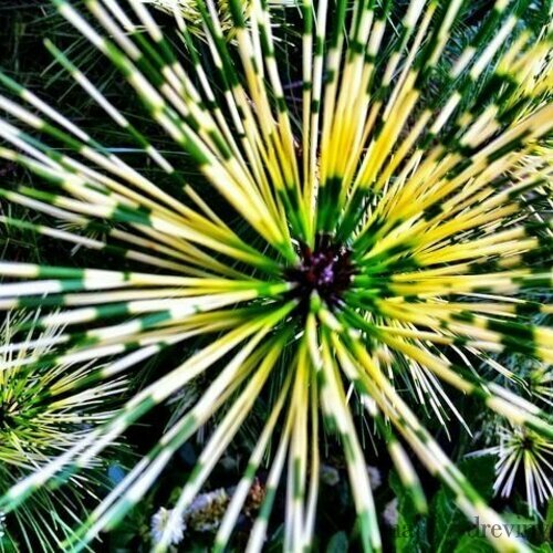 Borovica hustokvetá Oculus Draconis (Dračie oko) 130/150 cm, v črepníku Pinus densiflora Oculus Draconis
