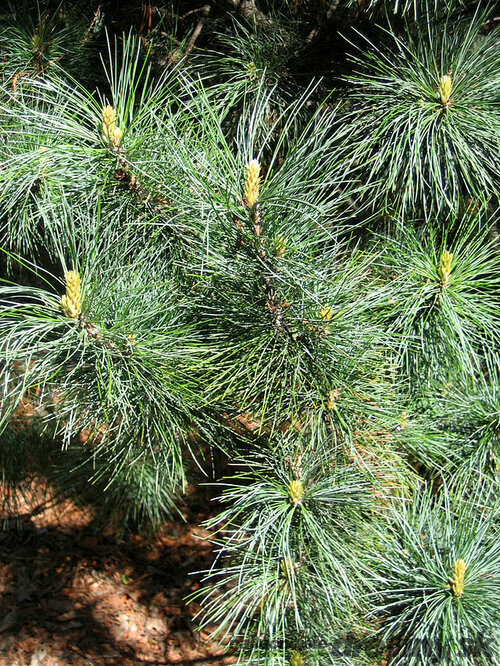 Borovica kórejská, výška 20/50 cm, v črepníku 2,5l Pinus koraiensis