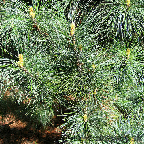 Borovica kórejská, výška 20/50 cm, v črepníku 2,5l Pinus koraiensis