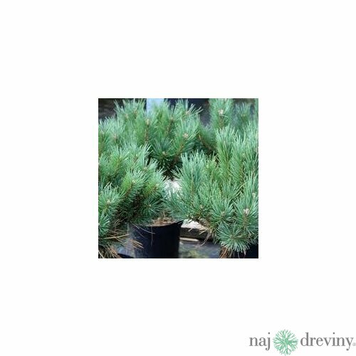 Borovica lesná 50/70 cm, v črepníku Pinus sylvestris
