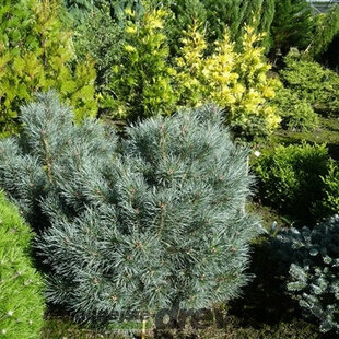 Borovica lesná Chantry Blue, výška 25/30 cm, v črepníku Pinus sylvestris