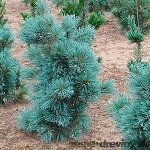 Borovica lesná Chantry Blue, výška 30/40 cm, v črepníku 5l Pinus sylvestris