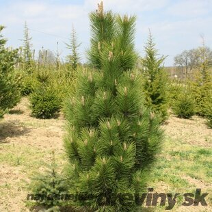 Borovica lesná Fastigiata, 30/40 cm, v črepníku Pinus sylvestris fastigiata