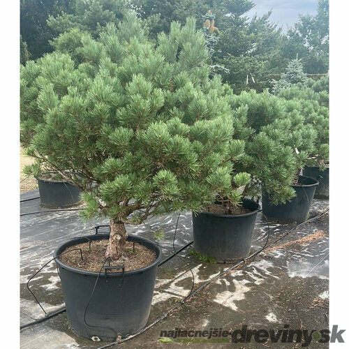 Borovica lesná Watereri 100/125 cm, v črepníku 130 l Pinus sylvestris Watereri