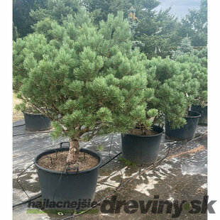 Borovica lesná Watereri 100/125 cm, v črepníku 130 l Pinus sylvestris Watereri