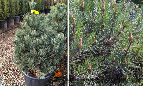 Borovica lesná Watereri 25/35 cm, v kvetináči Pinus sylvestris Watereri
