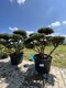 Borovica lesná Watereri (bonsaj ) 140/160 cm, v črepníku Pinus sylvestris Watereri