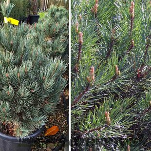 Borovica lesná Watereri, výška 50/60 cm, v črepníku Pinus sylvestris Watereri