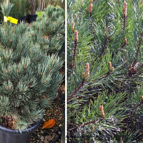 Borovica lesná Watereri, výška 50/60 cm, v črepníku Pinus sylvestris Watereri